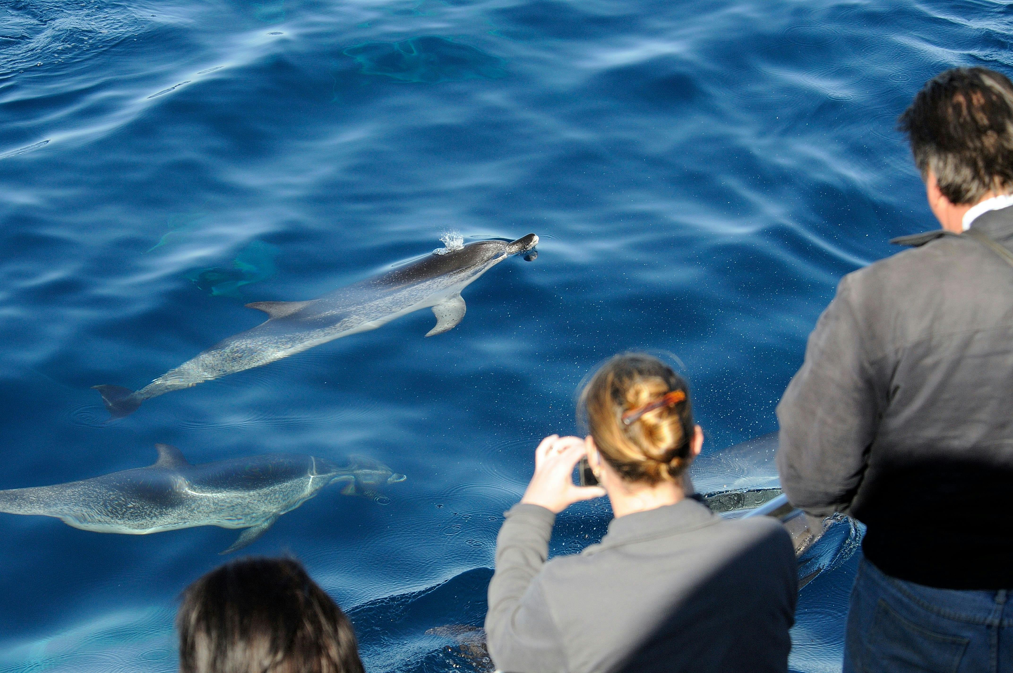 Croisière d'observation des dauphins sur le Spirit of the Sea à Gran Canaria