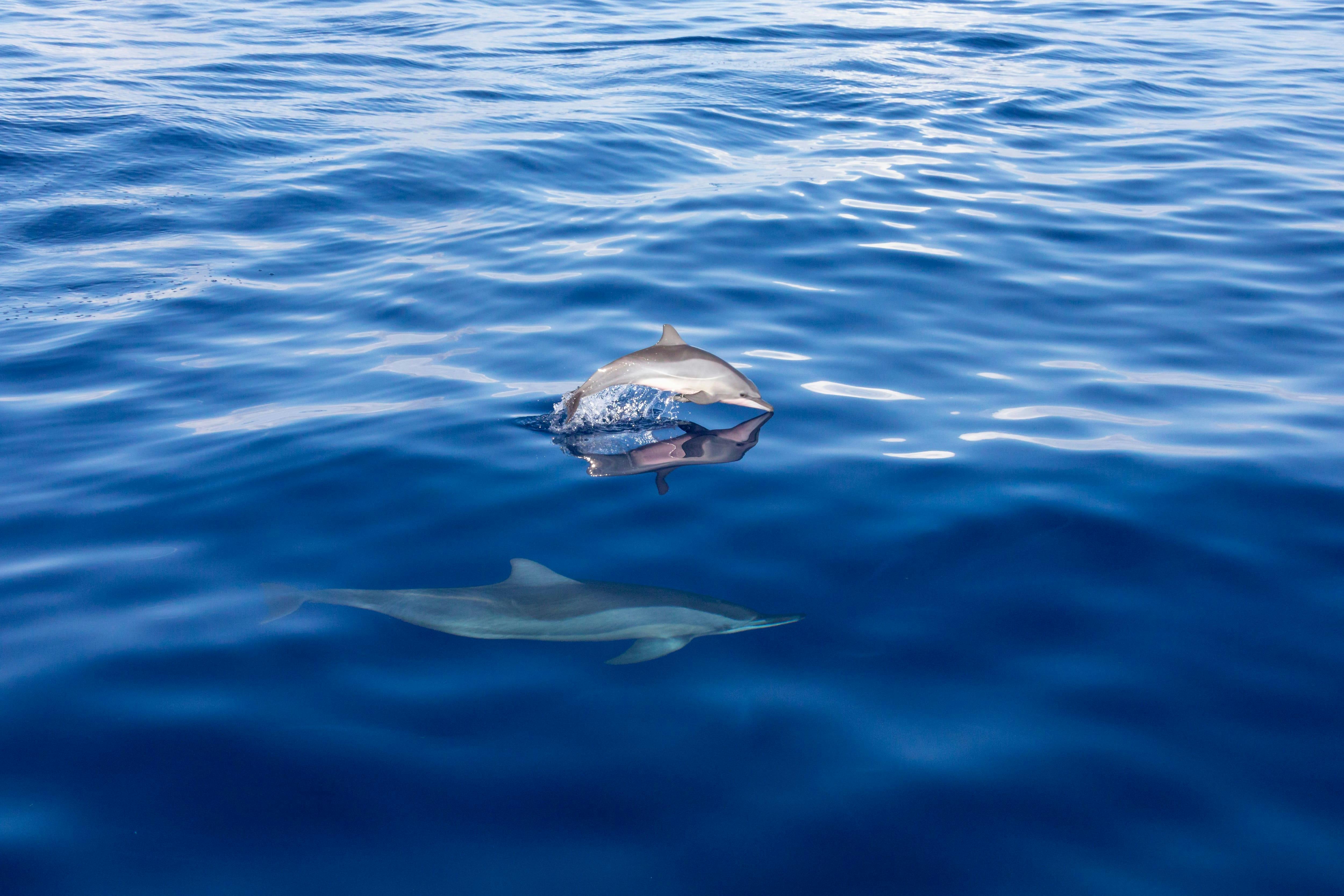 Gran Canaria Spirit of the Sea Dolphin Watching Cruise