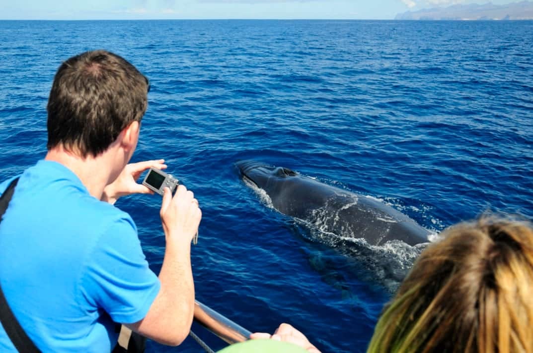 Gran Canaria Spirit of the Sea Dolphin Watching Cruise