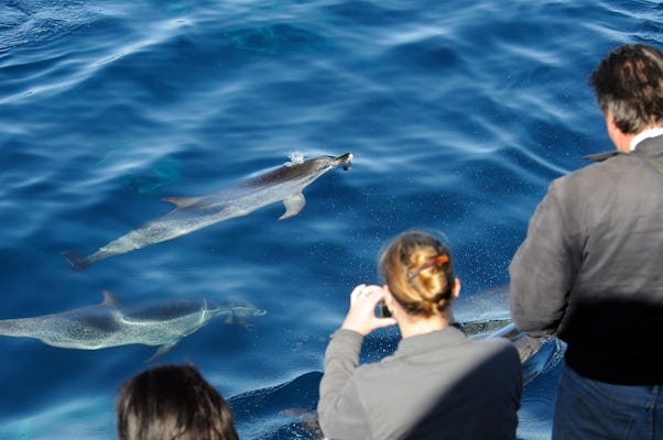 Cruzeiro Spirit of the Sea por Gran Canaria para observação de golfinhos