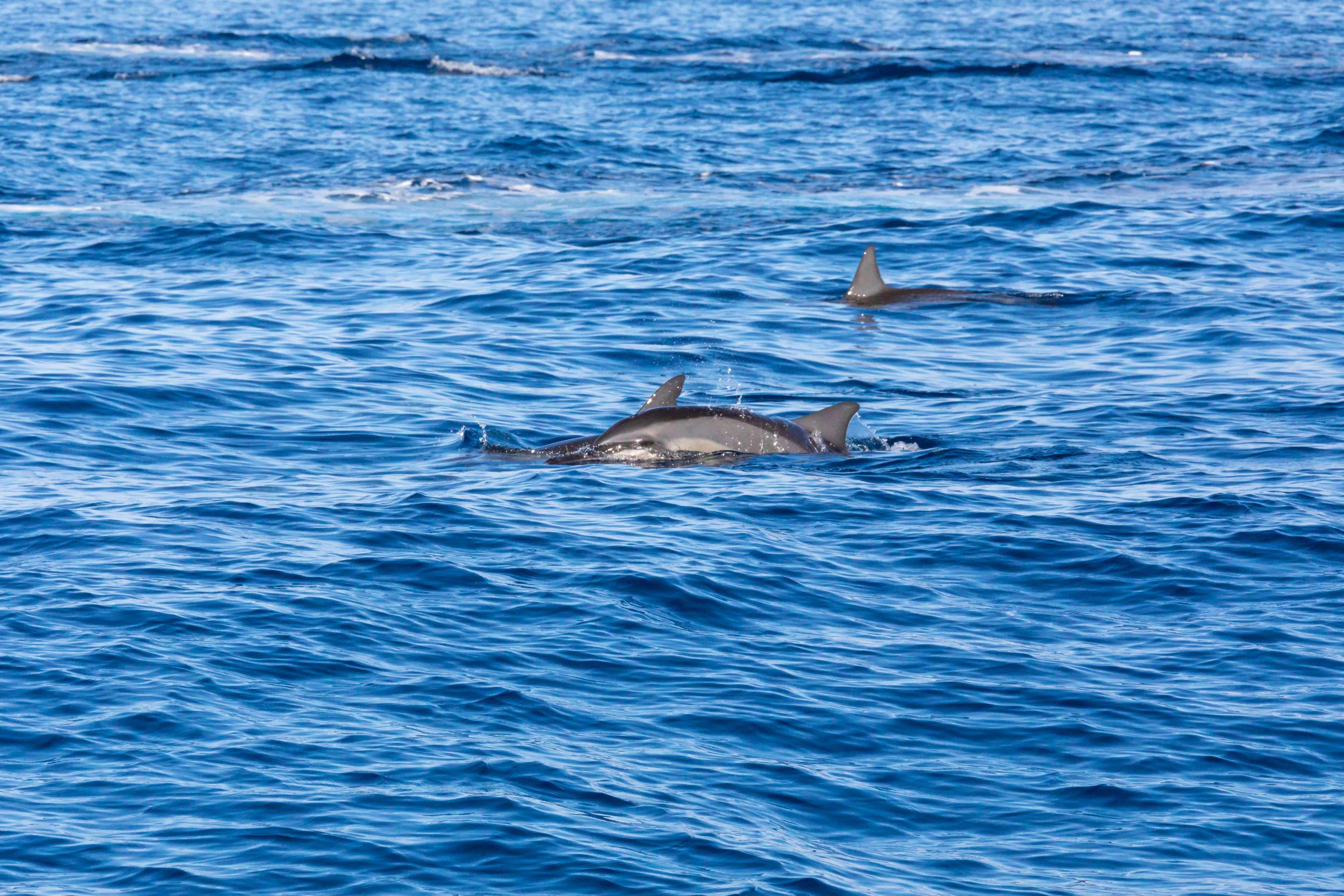 Gran Canaria Spirit of the Sea Dolphin Watching Cruise