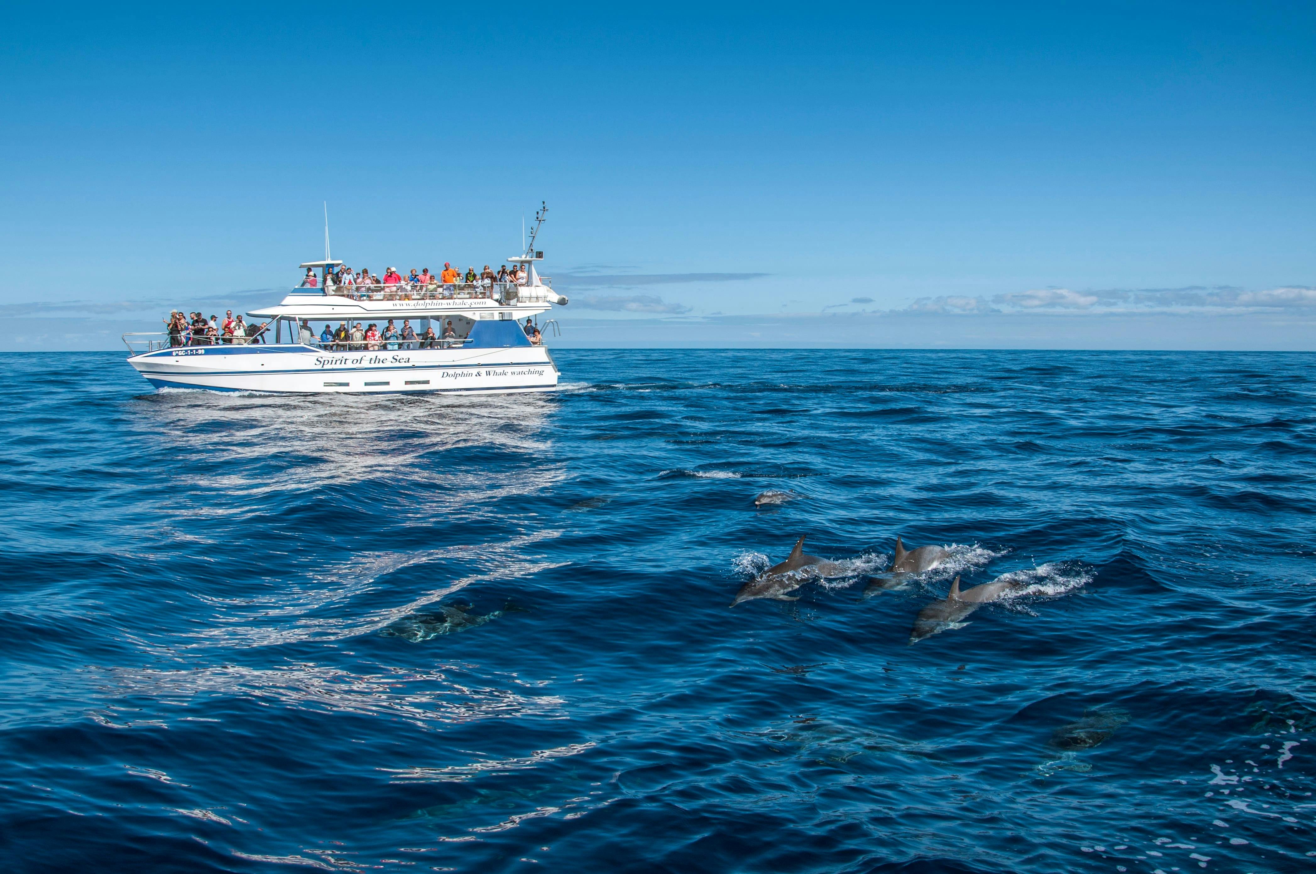 Gran Canaria Spirit of the Sea Dolphin Watching Cruise