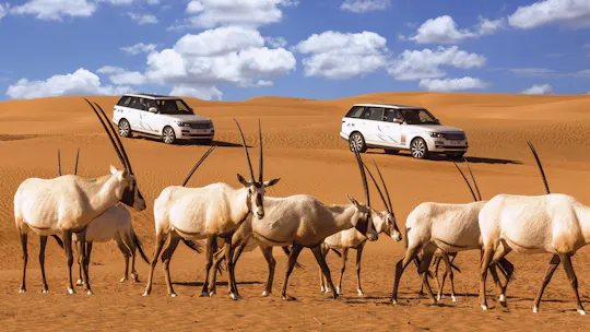 Conservation drive & breakfast at Al Maha guided tour from Dubai