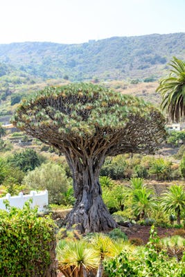 Parc du dragonnier millénaire de Tenerife