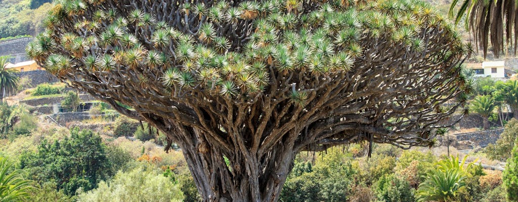 Teneryfa - Park Tysiącletniego Smoczego Drzewa