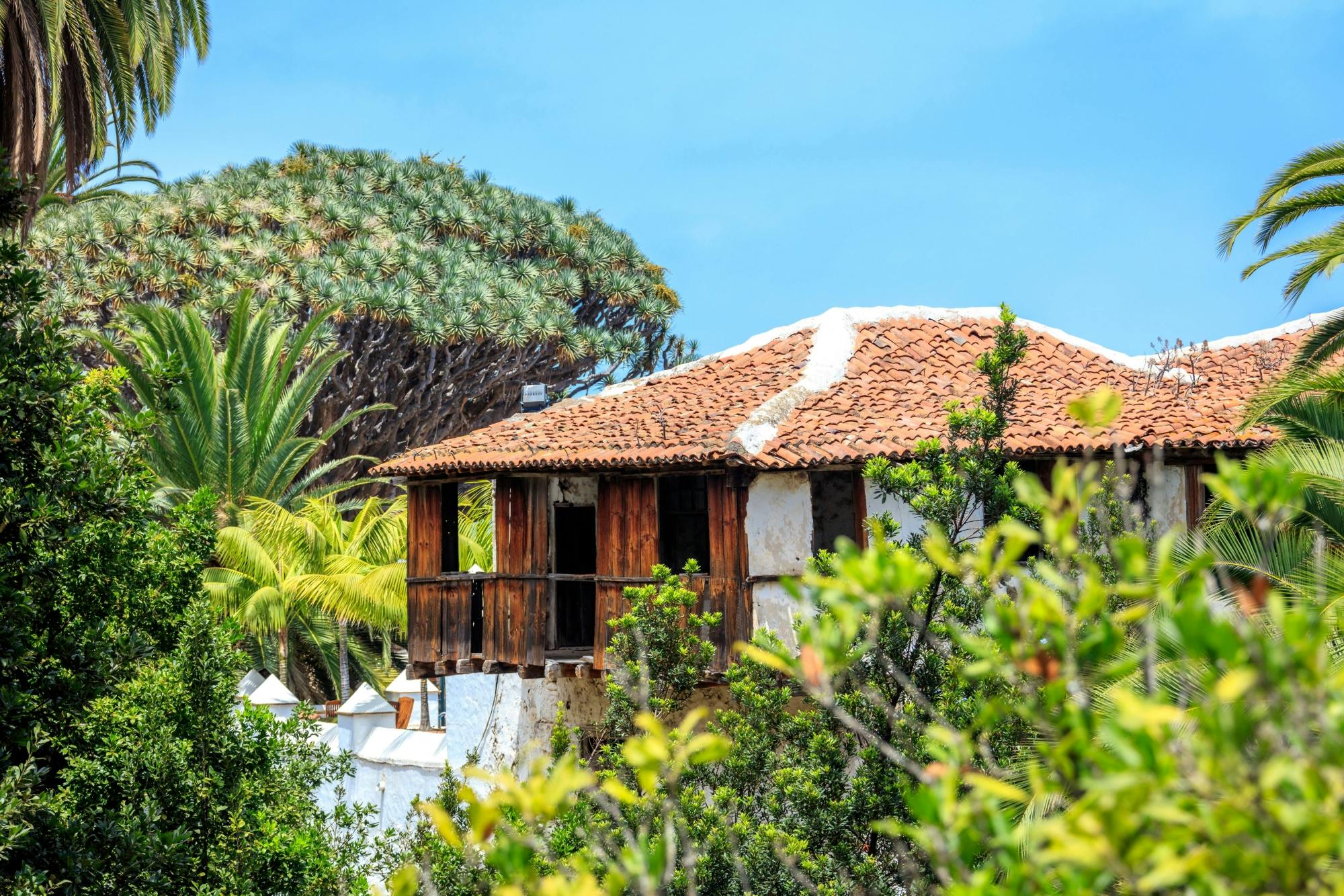 Millenial Dragon Tree Park Tenerife