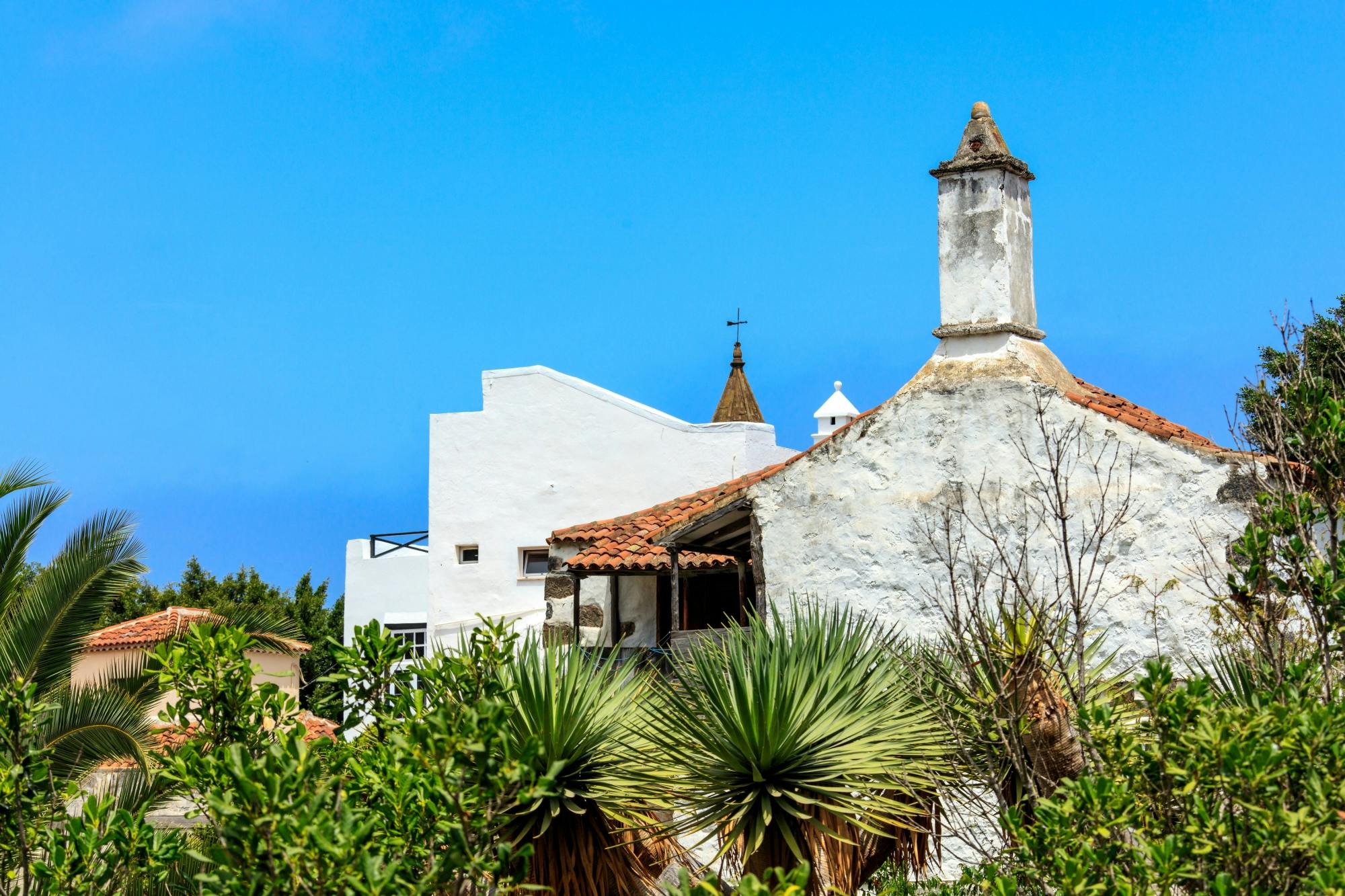 Millenial Dragon Tree Park Tenerife