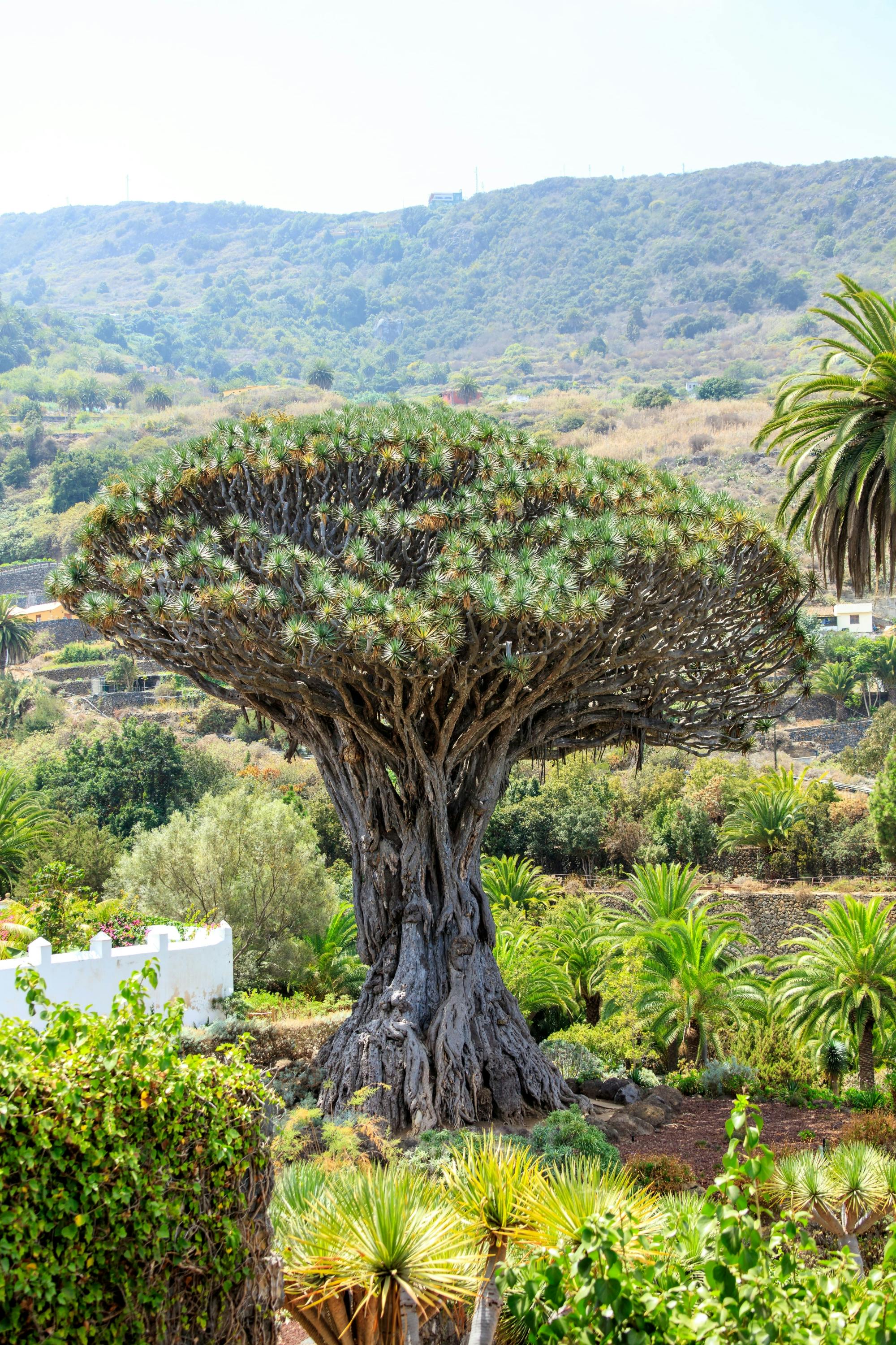 Millenial Dragon Tree Park Tenerife