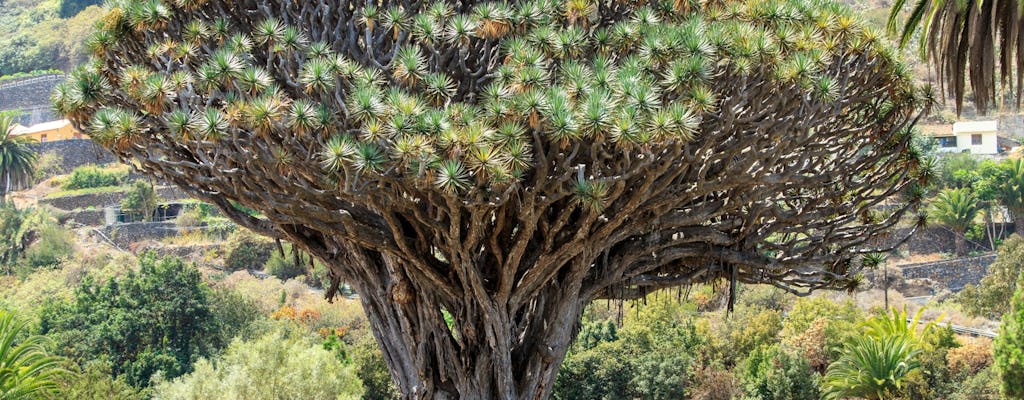 Millenial Dragon Tree Park Tenerife