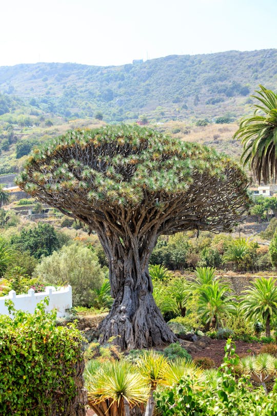 Parco degli alberi del drago millenario di Tenerife
