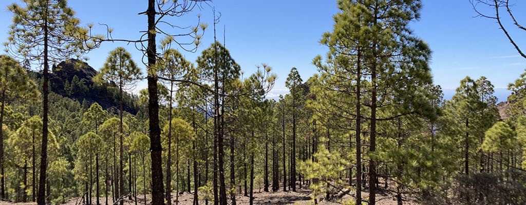 Hiking tour of the Laurel forest in Gran Canaria