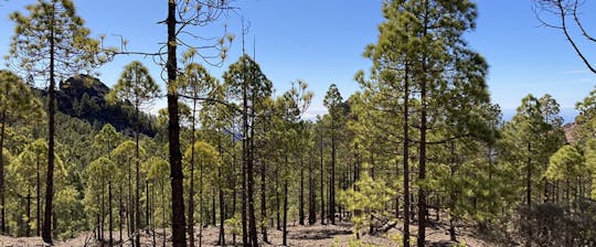 Randonnée dans la forêt de Lauriers à Gran Canaria