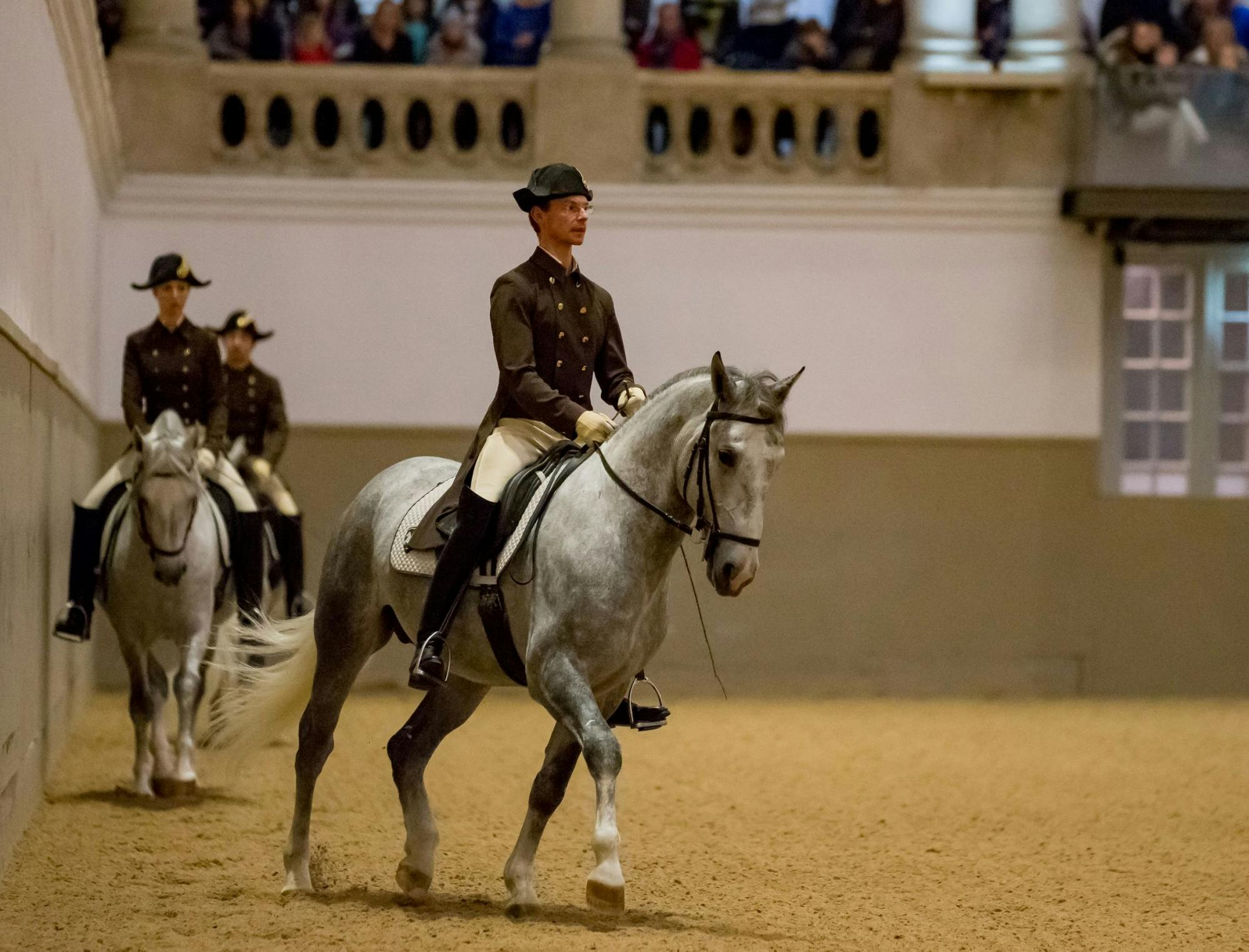 Work with the young stallions at the Spanish Riding School