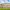 Colosseum