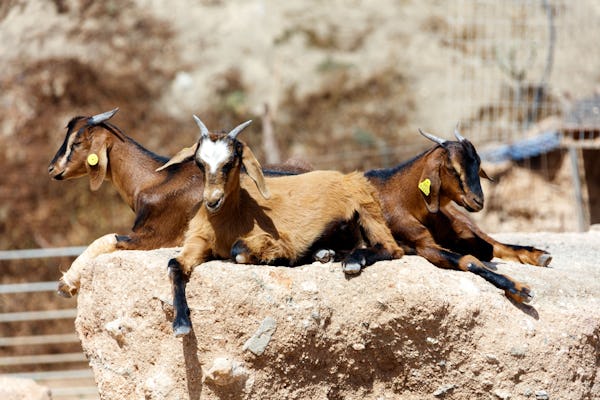 Entrada a la Quesería y Granja de Cabras de Fuerteventura
