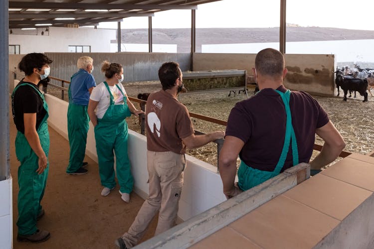 Cheese Making and Goat Farm Experience Fuerteventura