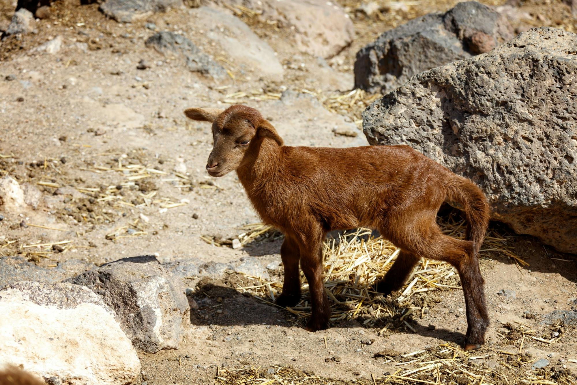 Cheese Making and Goat Farm Experience Fuerteventura