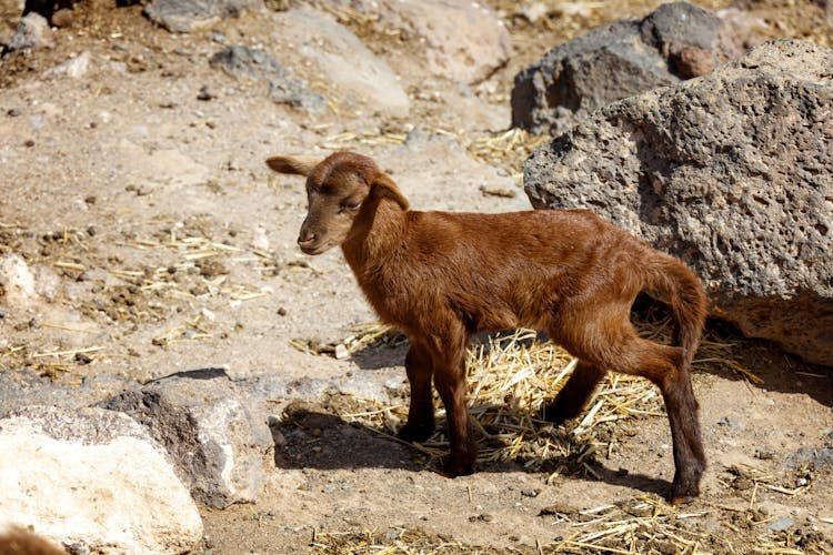 Cheese Making and Goat Farm Experience Fuerteventura