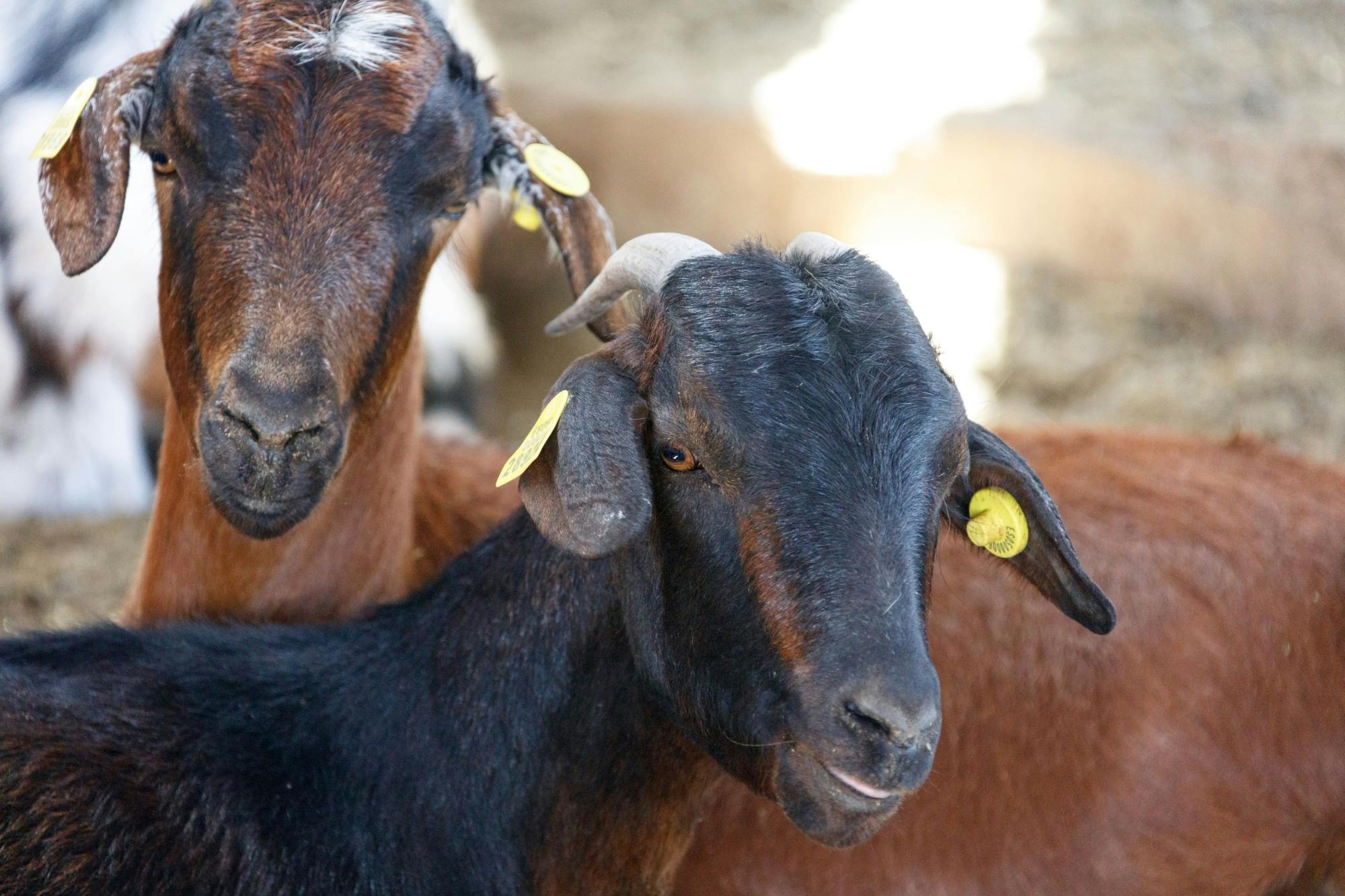 Cheese Making and Goat Farm Experience Fuerteventura