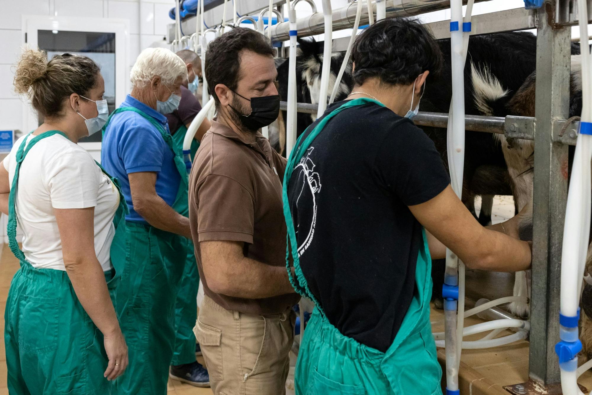 Cheese Making and Goat Farm Experience Fuerteventura