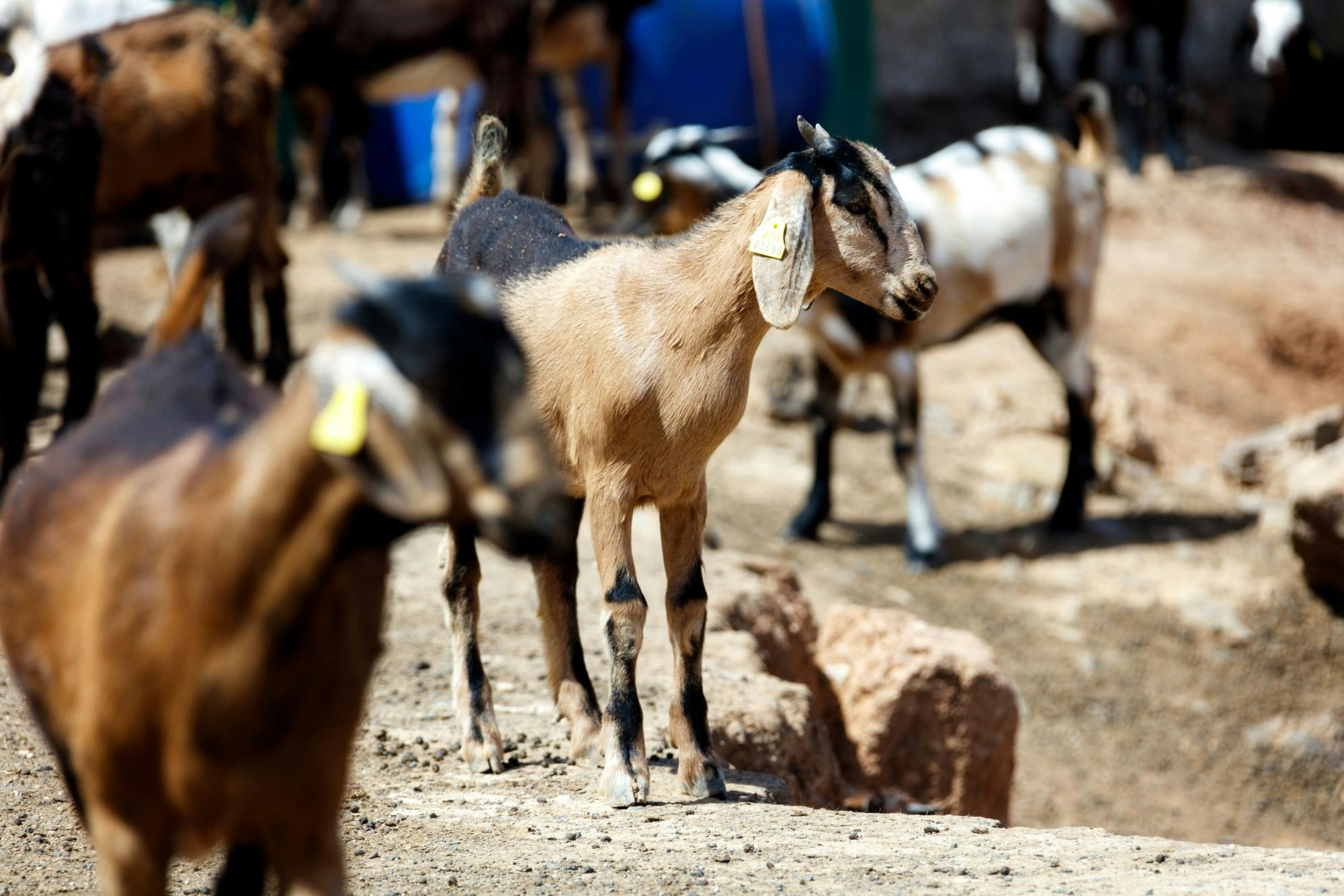 Cheese Making and Goat Farm Experience Fuerteventura