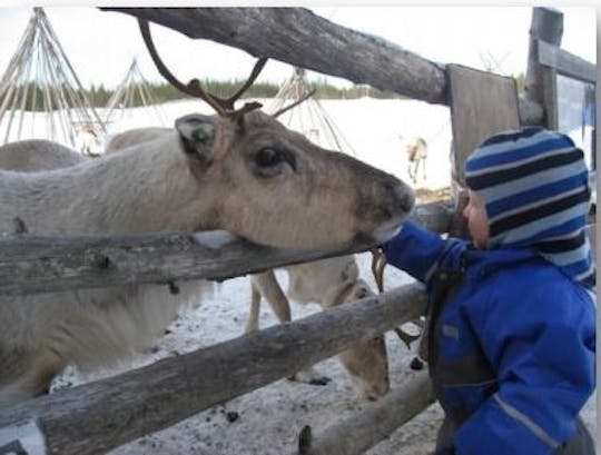 Year of the reindeer - Reindeer experience