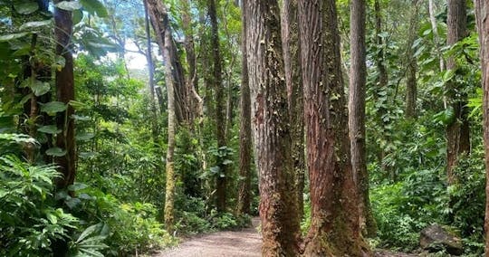 Shuttle bus to Mānoa Falls trail and Diamond Head trail