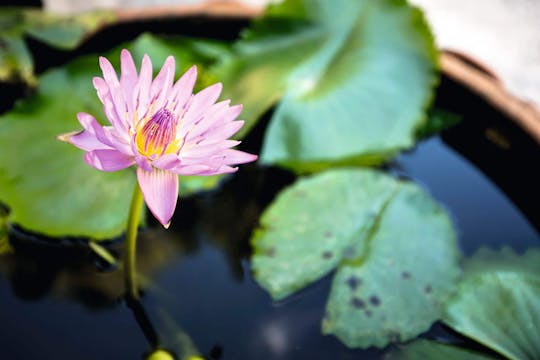 Visite des jardins botaniques de Crète