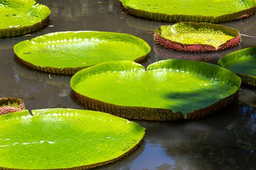 Crete Botanical Gardens Tour