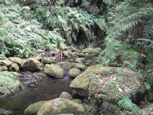 Guided trekking to explore the Levada do Rei hidden corners