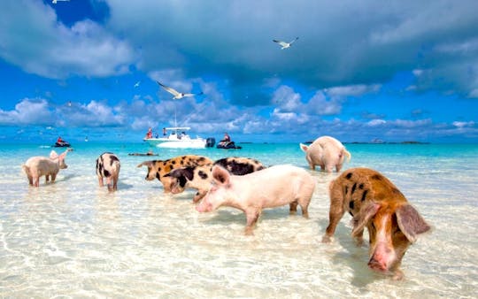 Excursão Grand Bahama com visita opcional à Pig Beach
