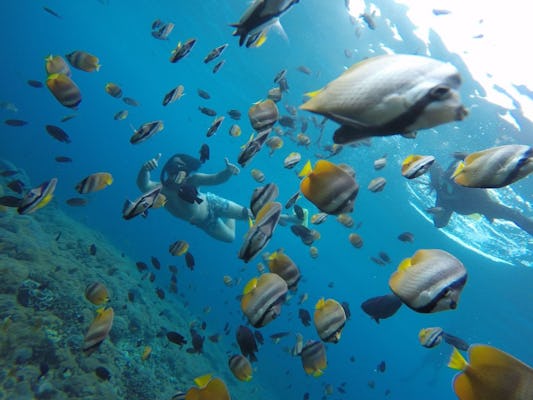 Experiencia de snorkel en Nusa Penida con recogida en Bali