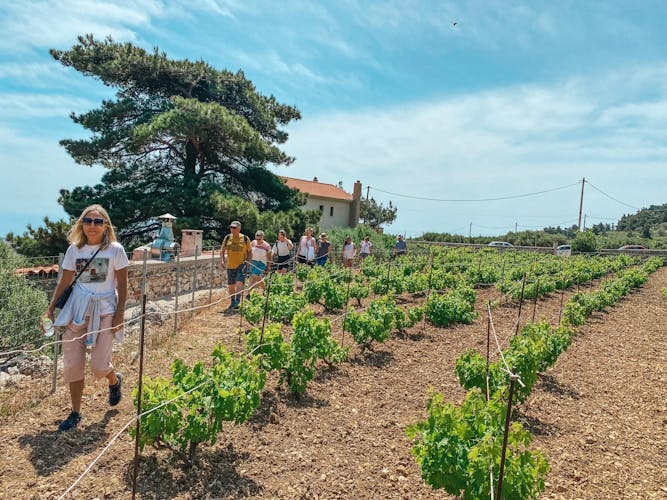 Vineyard guided tour with wine tasting in Karpathos