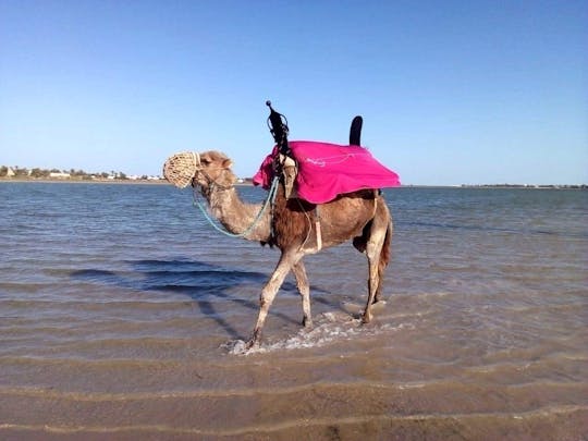 Visite à dos de dromadaire à Djerba
