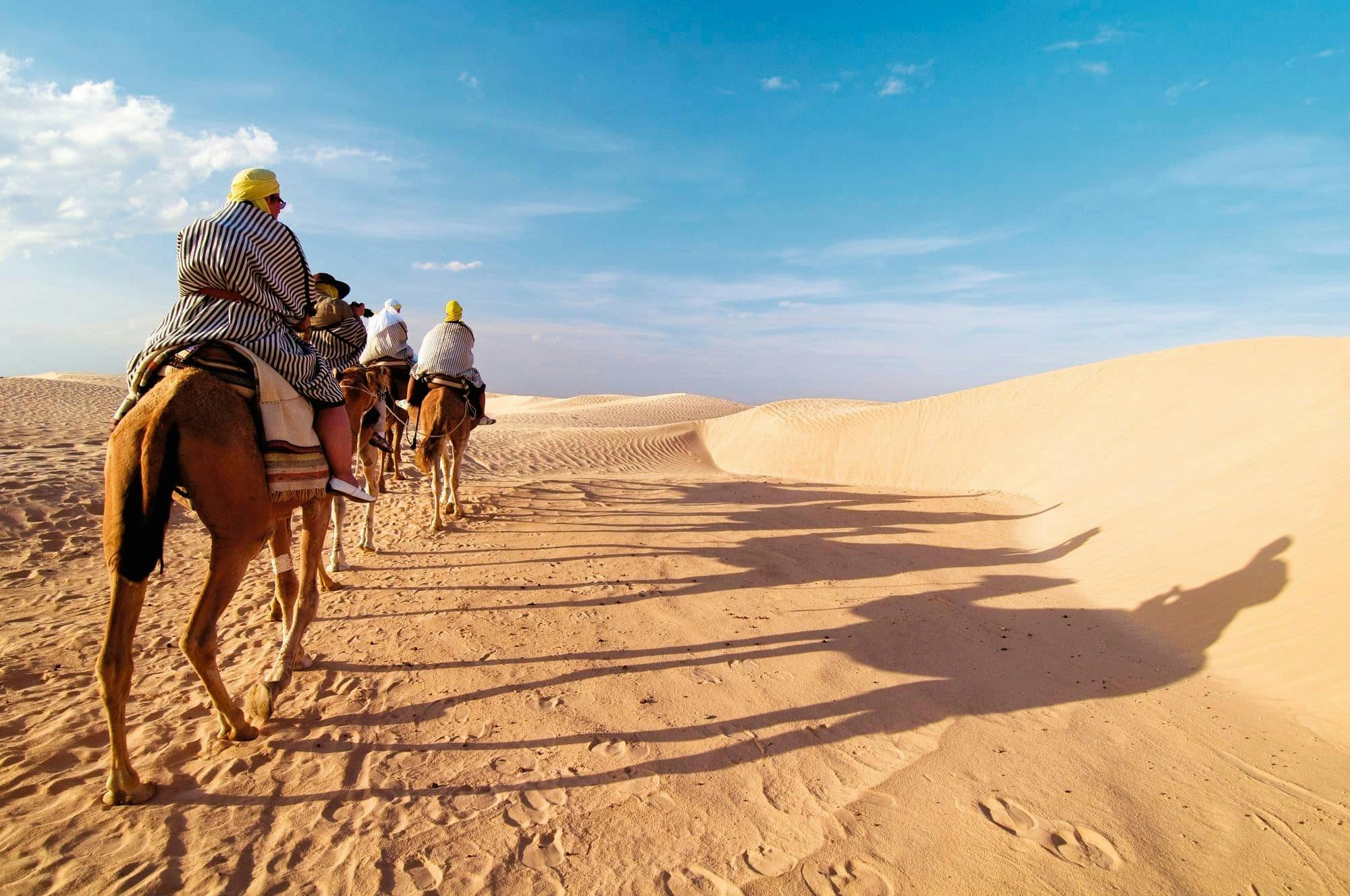 Djerba Dromedary Camel Tour