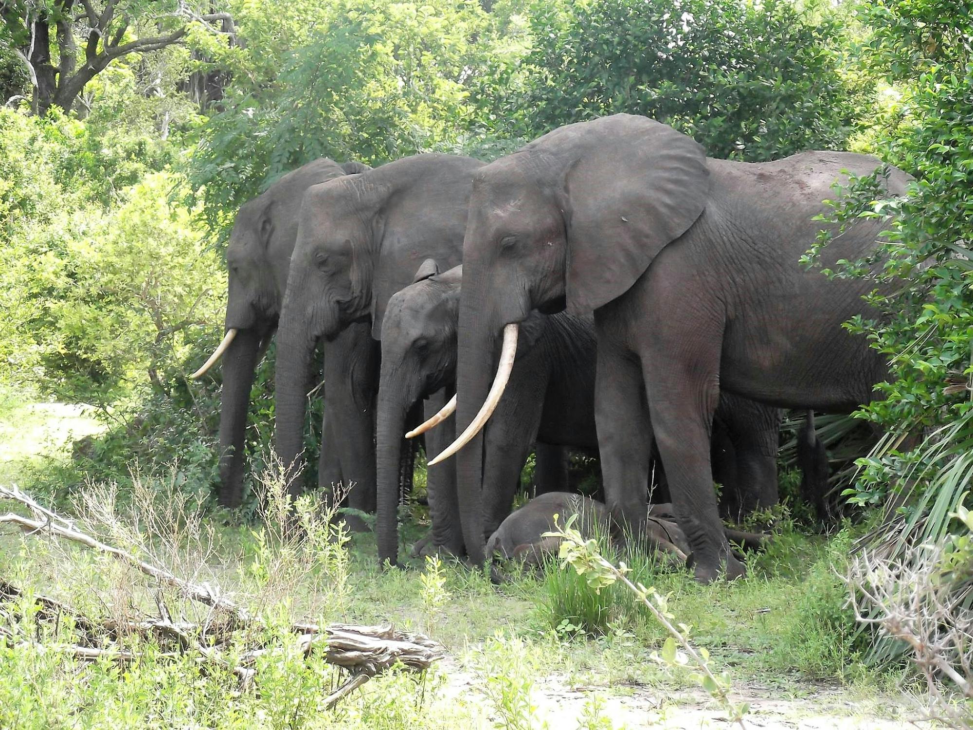 Selous Game Reserve 2 day budget safari from Zanzibar Musement