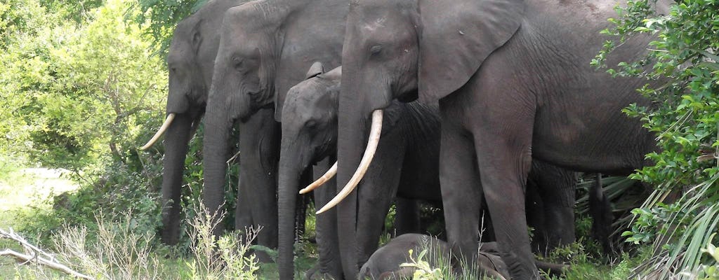 Safari económico de 2 días en Selous Game Reserve desde Zanzíbar