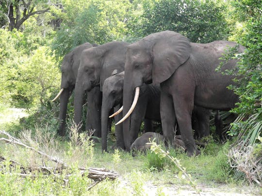 Selous Game Reserve 2-day budget safari from Zanzibar