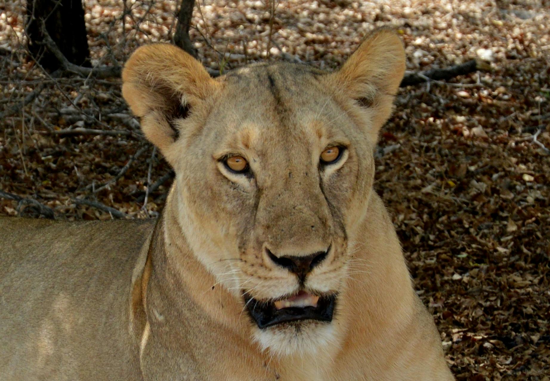 Selous Game Reserve 3-day budget safari from Zanzibar