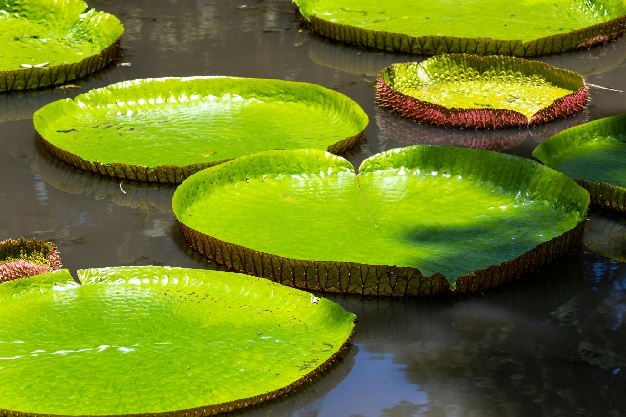 Crete Botanical Gardens Tour