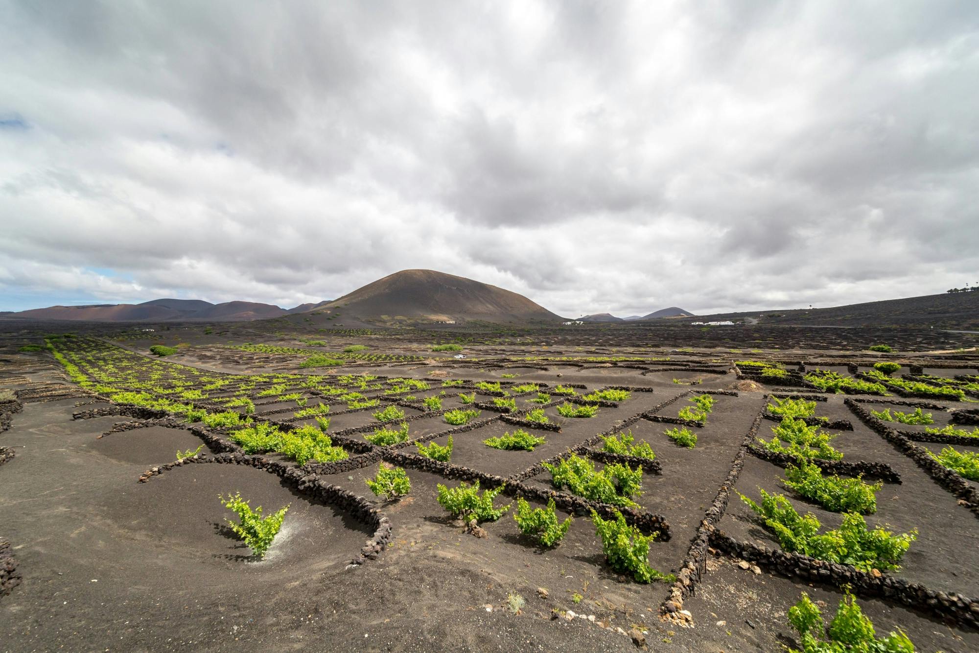 Lanzarote Volcanic Wine Tour