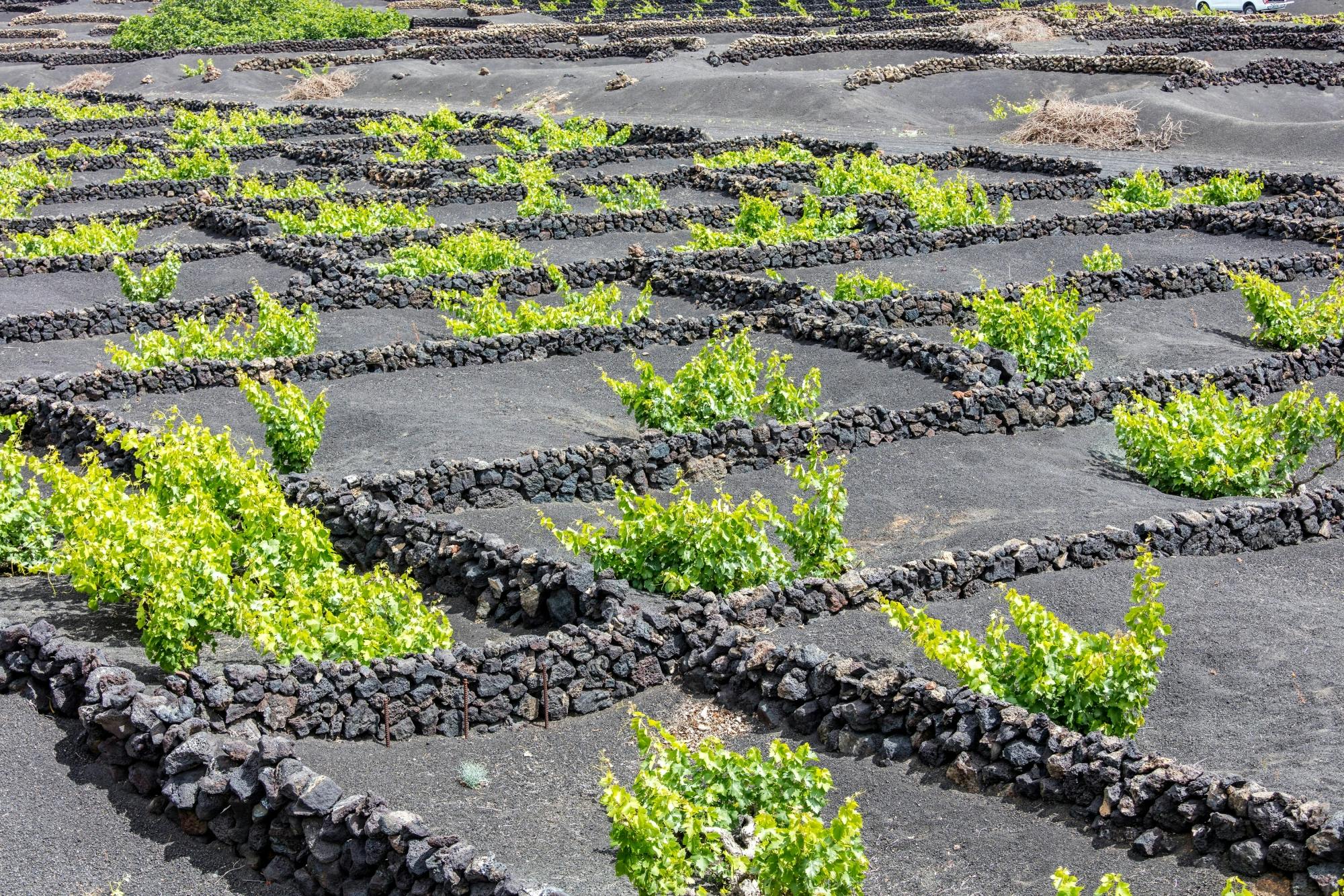 Lanzarote Volcanic Wine Tour