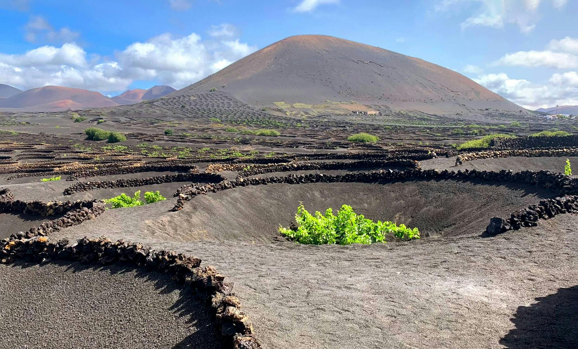 Lanzarote Volcanic Wine Tour