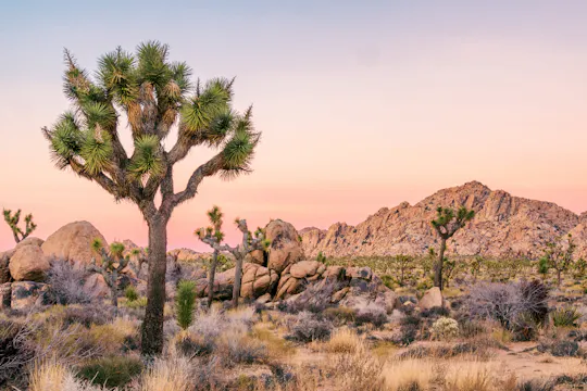 Joshua Tree National Park zelf rijdende audiotour