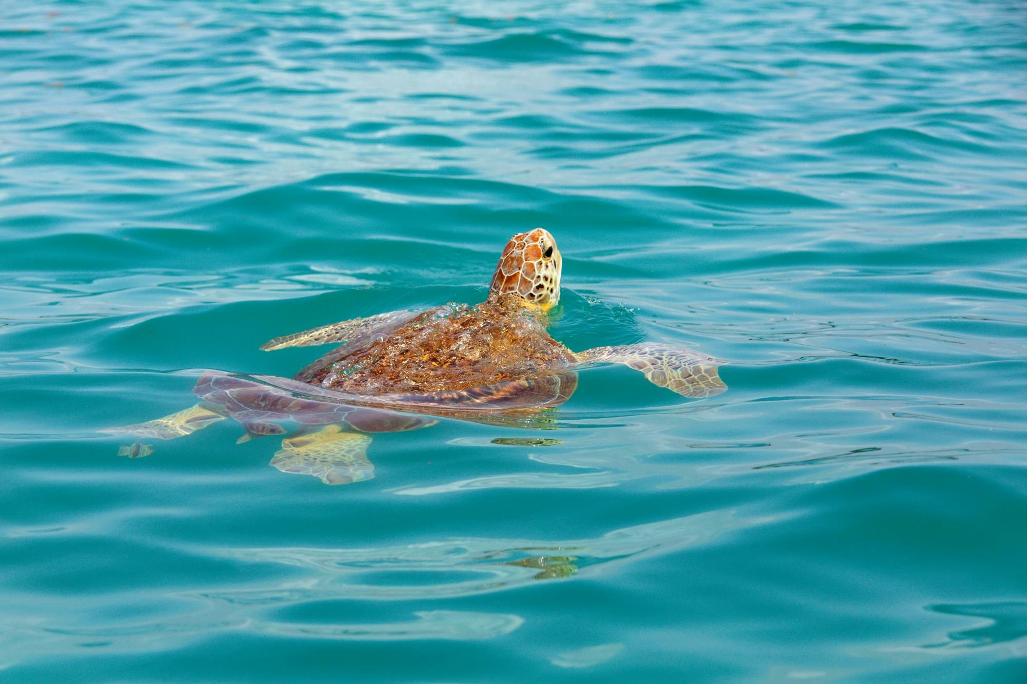 Riviera Maya Snorkel with Turtles