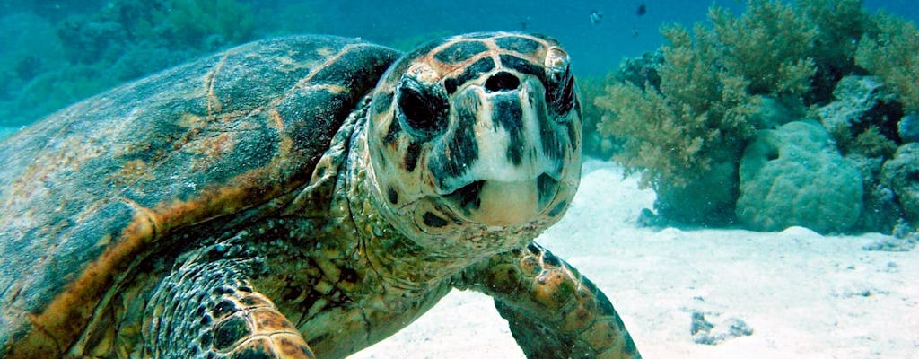 Schnorcheln mit Schildkröten und Bad in einer Cenote an der Riviera Maya