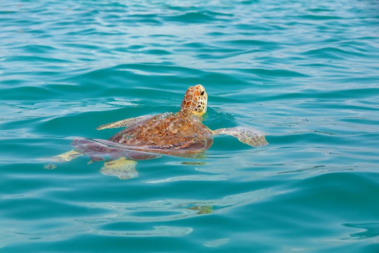 Snorkelling with Turtles and Cenote Swim in Riviera Maya
