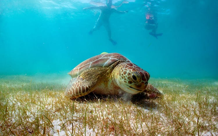 Snorkelling with Turtles and Cenote Swim in Riviera Maya