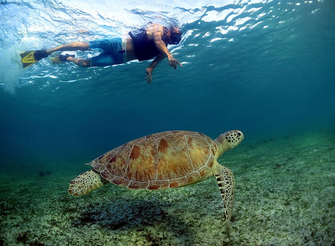 Snorkelling with Turtles and Cenote Swim in Riviera Maya