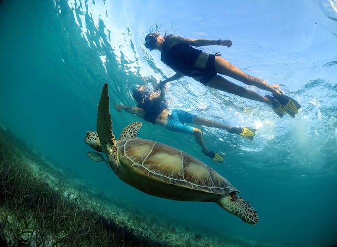 Snorkelling with Turtles and Cenote Swim in Riviera Maya